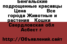 Бенгальские подрощенные красавцы. › Цена ­ 20 000 - Все города Животные и растения » Кошки   . Свердловская обл.,Асбест г.